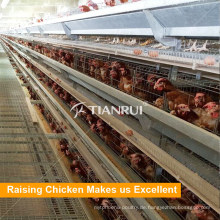 Tianrui Poultry Farm Equipment Ein Rahmen Chiken Cage